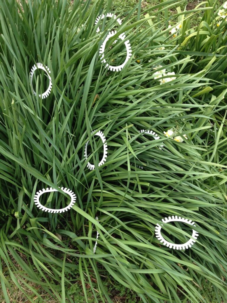 A photographic artwork from the 'Encounters' series by Asahi Tanaka. This conceptual art photograph captures multiple white, gear-like rings placed within a dense growth of daffodils. The rings emerge from amidst the plant's long, blade-like green leaves, with a few white daffodil blossoms also visible in the composition. This creates an intervention of repeating geometric forms within the specific, organic context of the flowering plants.