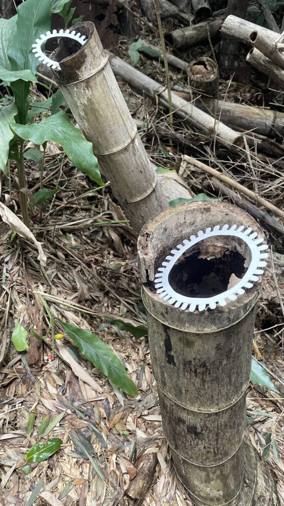 A photographic artwork from the 'Encounters' series by Asahi Tanaka. This photograph documents a site-specific art intervention where two white, gear-like rings are placed on the cut openings of two thick, decaying bamboo stumps. The rings sit on the hollow, circular edges of the bamboo, surrounded by a forest floor of dry leaves and green plants, juxtaposing the manufactured geometric forms with the raw texture of the natural, cut bamboo.